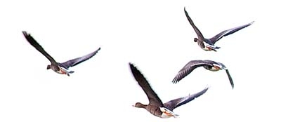footer_wildgaense_niederrhein
